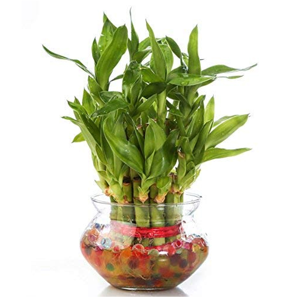 Two Layer Lucky Bamboo plant