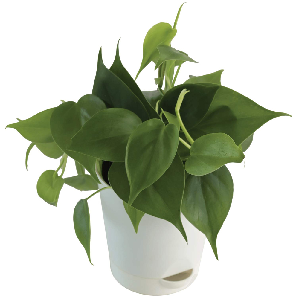 Philodendron Oxycardium Green Plant 